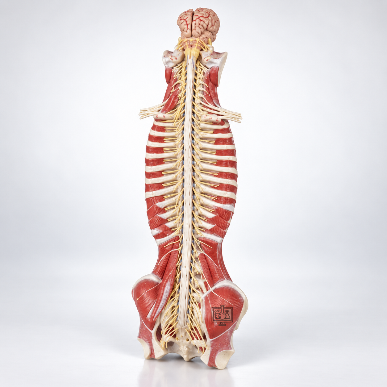 Spinal Cord in the Spinal Canal Model